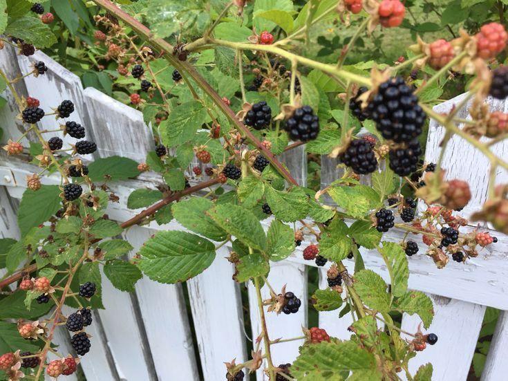 Berry Harvest Medley: Freshness in Every Bite